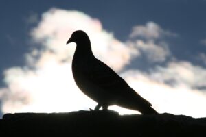 2_A CONTRALUZ